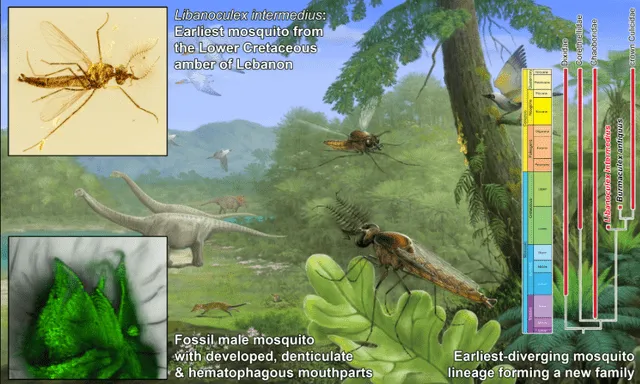  Los mosquitos Libanoculex intermedius vivieron junto a los dinosaurios. Foto: Current Biology   