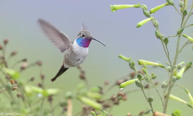 El colibrí de oasis es uno de los picaflores con el pico más largo en Lima. Foto: Carlos Calle / Perú Birds 