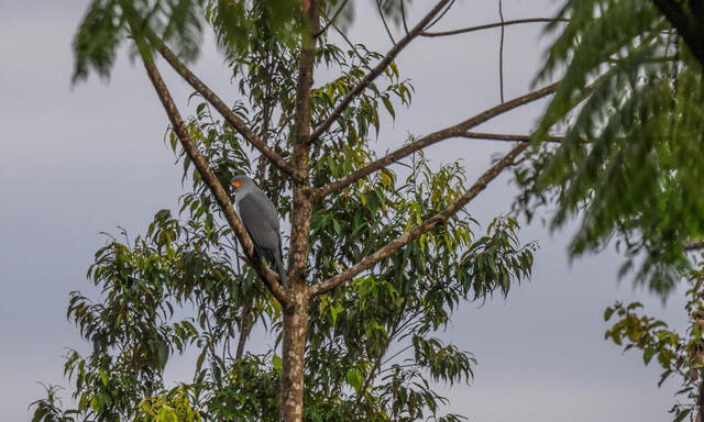  Después de más de 50 años, el azor de Nueva Bretaña ha sido fotografiado por primera vez. Foto: Tom Vierus/WWF    