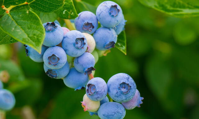 Arándano azul | Arándano rojo | Latinoamérica | América Latina | Cranberry | Lingonberry | mora azul | Exportación | Perú | Oro azul