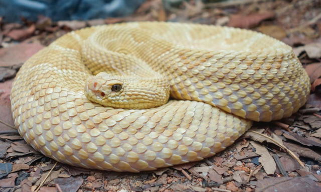  La serpiente Bothrops insularis, ha llevado a prohibir el acceso a visitantes no autorizados para proteger su hábitat. Foto: Getty   