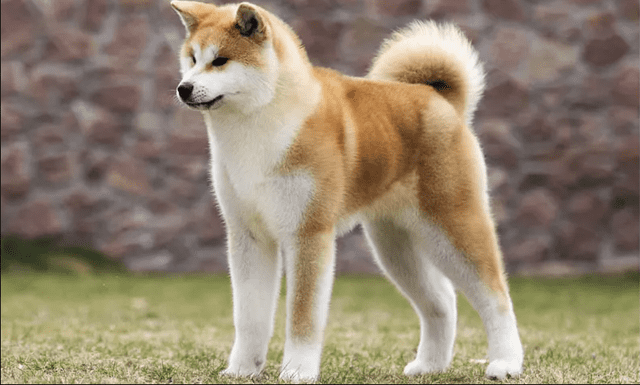 Raza akita, perteneciente a Hachiko. Foto: Hola Raza akita, perteneciente a Hachiko. Foto: Hola