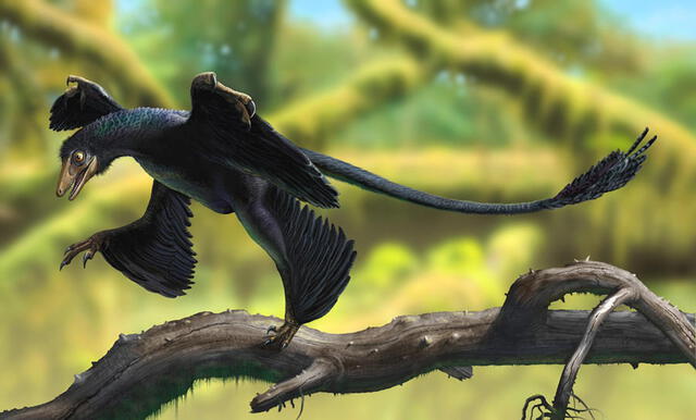 Los microraptores eran dinosaurios pequeños y trepadores cuya dieta consistía en aves, peces y lagartijas. Foto: Devian Art