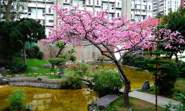  Sakura del jardín Japonés. Foto: Centro Cultural Peruano Japonés/Facebook   