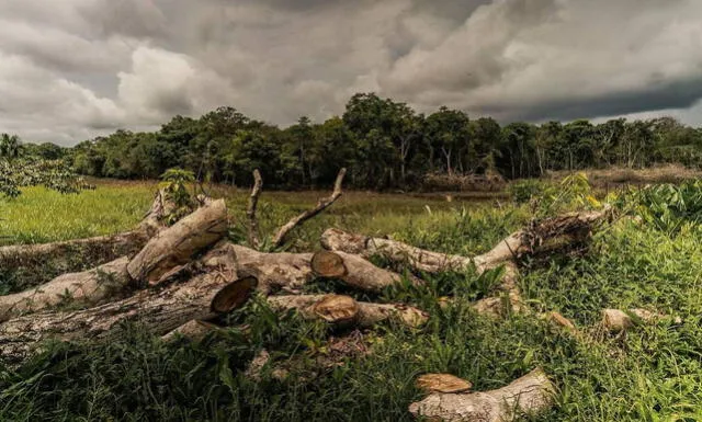 La destrucción de bosques es impulsada por los incendios forestales que han aumentado los últimos años. Foto: Luis Barreto / WWF Colombia   