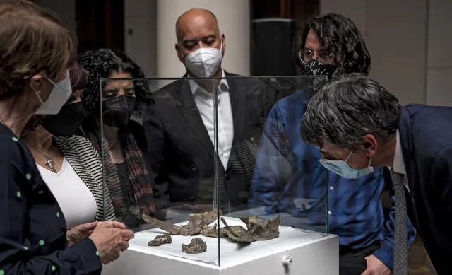Científicos chilenos observan los restos fósiles del Stegouros elengassen. Foto: Martin Bernetti / AFP