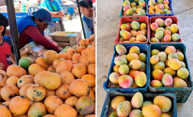 Proponen la reconversión de cultivos como alternativa viable tras el exceso de producción de mango. Foto: Composición LR   