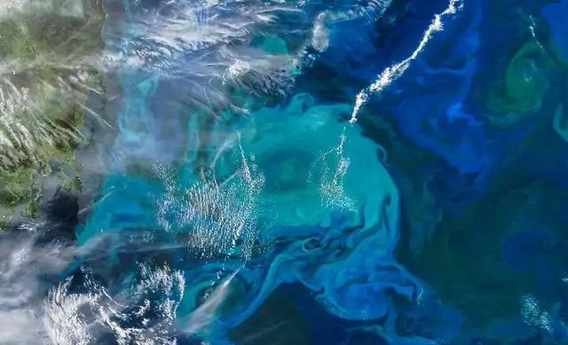  Los terremotos submarinos aumentan la intensidad de las floraciones de fitoplancton.<br>    