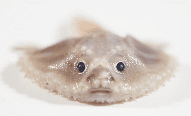 Pez murciélago de aguas profundas. Foto: Ben Healley/Museums Victoria   