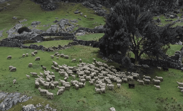 Ovejas que Dila pastorea en las alturas de los Andes peruanos de Jauja. Foto: captura de Youtube/José Medrano 