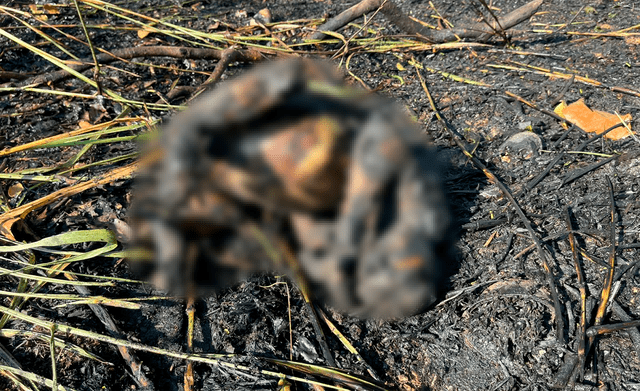  Oso 'pelejo' muerto por incendio forestal. Foto: Paolo Peña-LR   