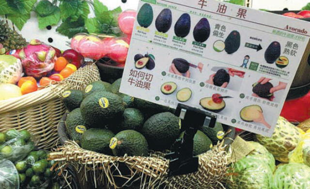 Perú se ha convertido en el principal exportador de palta a China, enviando más de 50.000 toneladas en 2023. Foto: Daxue Consulting   