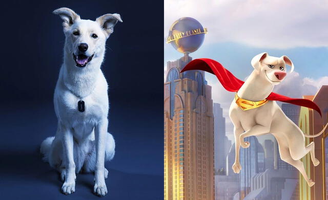  Estas son unas cuantas adaptaciones que ha tenido el perro antes del estreno de Superman. Foto: Composición LR / The CW / Warner Bros.   