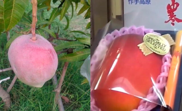 Los mangos Miyazaki son una fruta color rubí conocida en sus mejores ejemplares como “Huevos del sol”. Foto: Clarín/captura video