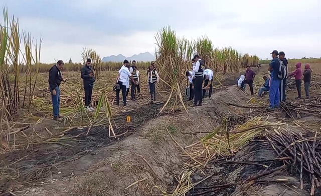 Los restos fueron encontrados en el sector Santa Elena, en medio de unos cañaverales. Foto: captura de video/Amanecer chiclayano.