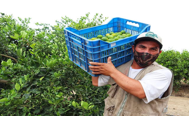 plaga afecta a productores