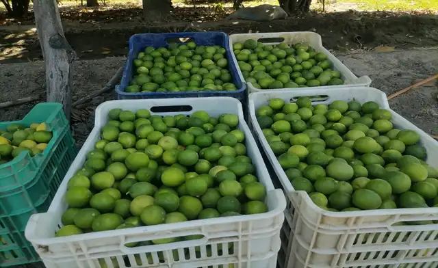 Agricultores reportan pérdidas en cosecha de limón debido a elevado precio de fertilizantes. Foto: La República.