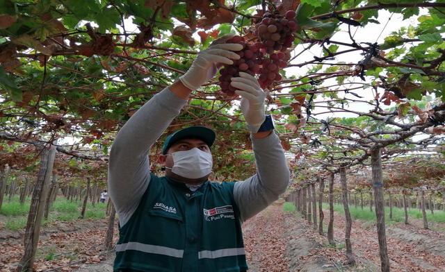 Cultivo de uva en la región Piura