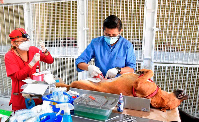 Esterilización de perros