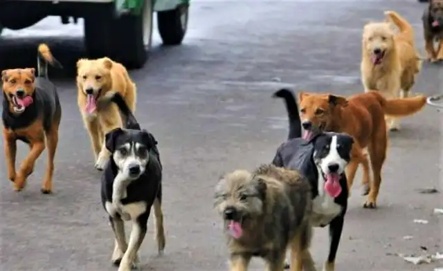  En el 2021, hubo un aumento de perros con rabia en Arequipa. Foto: El Búho.   