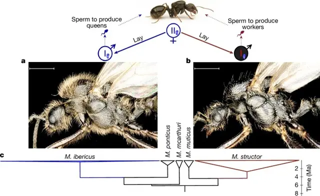 Los investigadores encontraron colonias de Messor ibericus en la isla Sicilia sin la presencia de Messor structor. Foto: Nature   