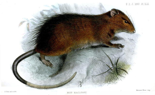 La rata de Maclear (Rattus macleari) era una especie abundate que carecía de miedo hacia los humanos y salían de noche de sus escondites. Ilustración: Joseph Smit / Proceedings of the Zoological Society of London 1887