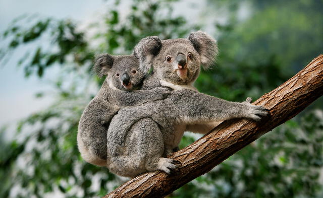 koalas