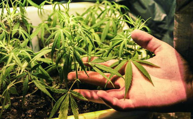 Colombia exportará marihuana legalmente a Canadá