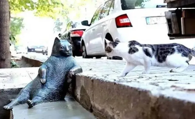  Las personas son muy leales a los gatos. Foto: El Universal   