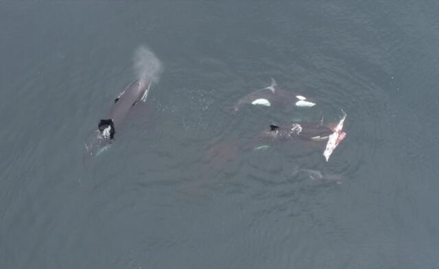 La nueva forma de caza de las orcas en esta región de Chile podría desestabilizar el ecosistema marino. Foto: captura de video/Cetalab.   