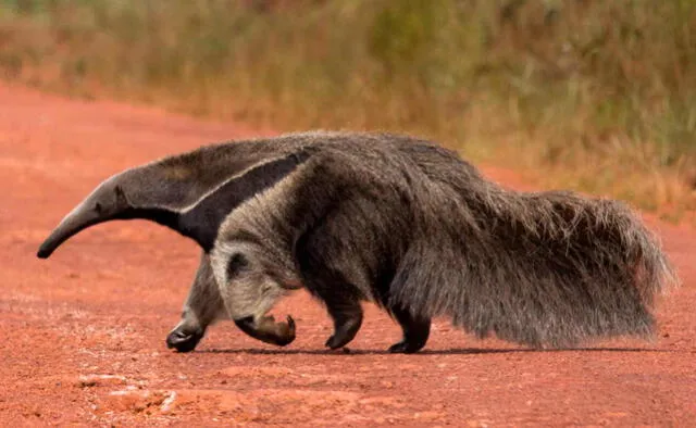 La dieta del oso hormiguero solo consiste en termitas y hormigas, insectos que le dan grandes cantidades de proteínas. Foto: infolat