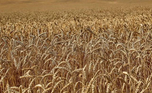 Acuerdo para que Ucrania vuelva a exportar granos podría mejorar precios mundiales de alimentos, dice el Programa Mundial de Alimentos de la ONU