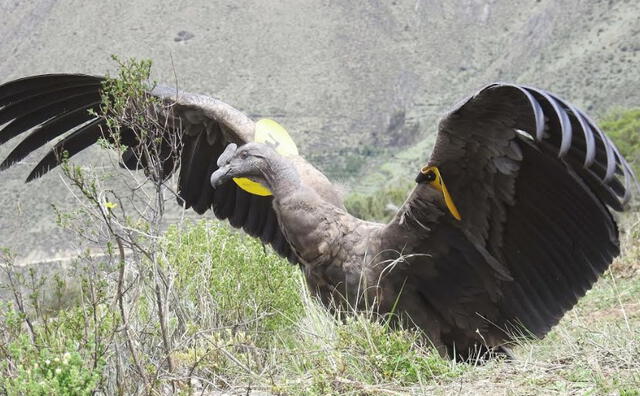 Cóndor andino fue liberado en la Reserva Paisajística Nor Yauyos Cochas [FOTOS]