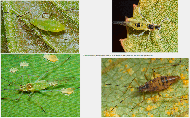  Imágenes de pulgones de Euceraphis betulae. Foto: captura en web / Influential Points.   