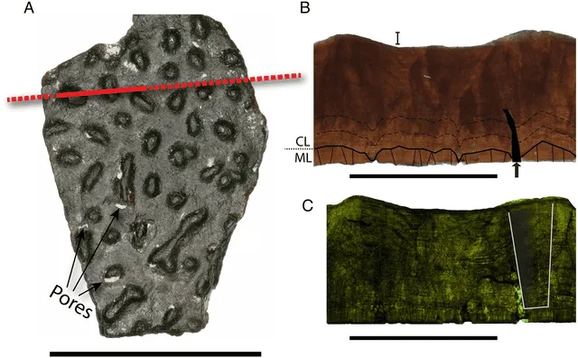  Características de los fragmentos de la especie Continuoolithus. Foto: PLOs One   