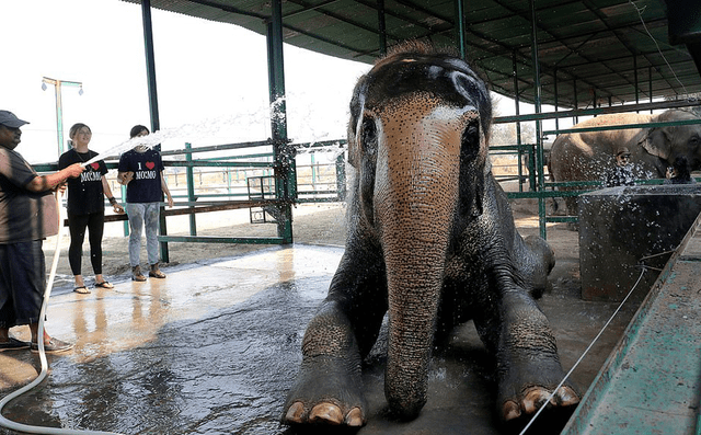 India: el primer hospital de elefantes abre sus puertas para salvar a víctimas de circos y maltratos [FOTOS]