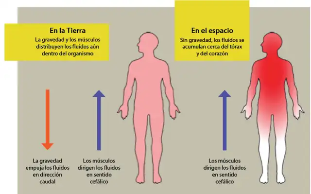 Representación artísticas de modificaciones corporales asociadas a la microgravedad | Foto: Scielo Representación artísticas de modificaciones corporales asociadas a la microgravedad | Foto: Scielo