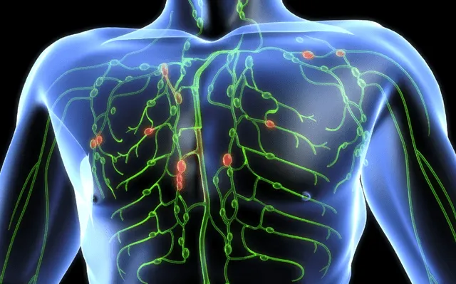 Sistema linfático, zona superior del cuerpo humano. Foto:
