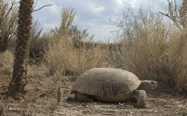 La tortuga de Mapimí es una de las especies endémicas que se encuentran en el desierto. Foto: El heraldo de Chihuahua.    