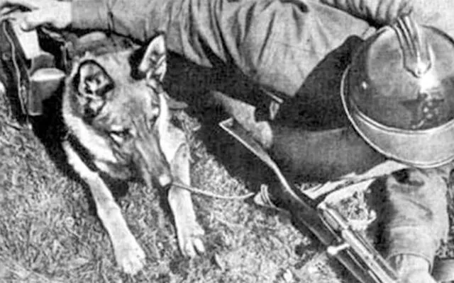 Los 'perros bomba' fueron utilizados por los soviéticos para detener la invasión alemana.