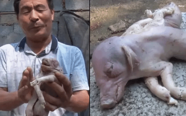 Nace cerdo mutante en China.