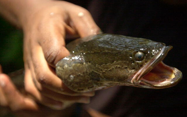 Un biólogo del Departamento de Recursos Naturales sostiene al pez cabeza de serpiente del norte. Foto: AP.