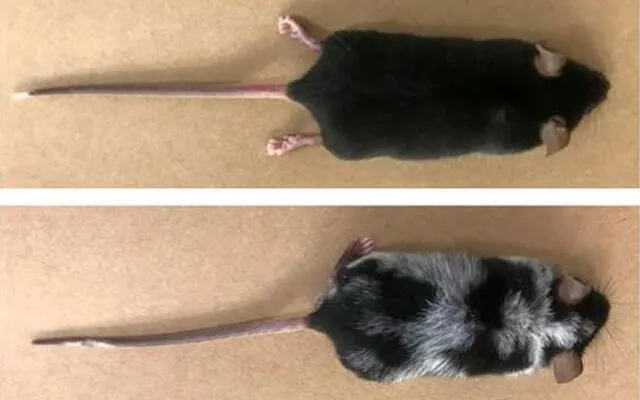 Arriba, un ratón que se libró del experimento. Abajo, uno sometido a estrés. Foto: William A. Gonçalves.