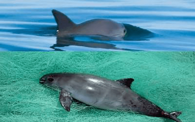 La sobrepesca de totoaba puso en jaque a la población de vaquitas marinas. Foto: Difusión