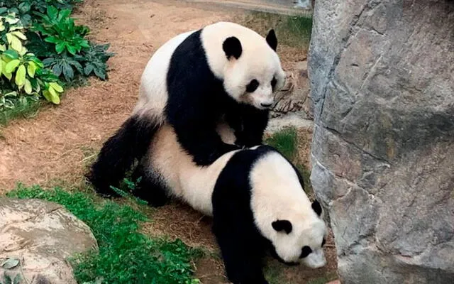 La cuarentena de Ying Ying y Le Le terminó: pareja panda se apareó después de 10 años