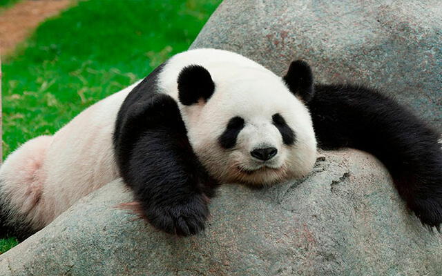 La cuarentena de Ying Ying y Le Le terminó: pareja panda se apareó después de 10 años.