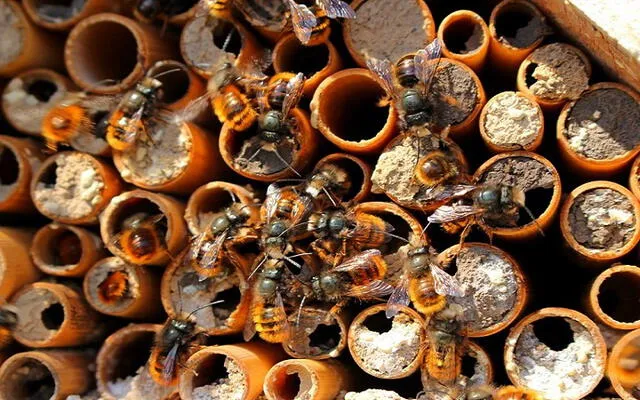 Los hoteles para insectos se construyen en los huertos para alojar a abejas y otros. (Foto: Internet)