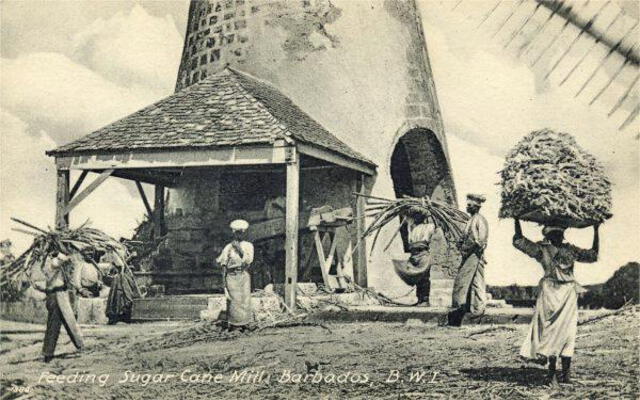 El ron surgió en Barbados debido a la gran producción de caña de azúcar. Foto: Faxinfo   