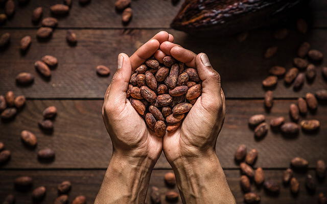 Ecuador se consolidó como el punto de inicio de la historia del cacao a nivel mundial gracias a una reciente publicación científica. Foto: Jappi.   