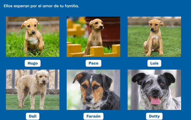  Animales rescatados esperan ser adoptados. Foto: Municipalidad de Surco   